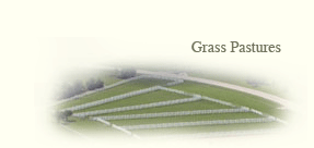 grass pastures